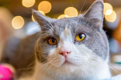 堂堂复活！ 国产逆转裁判风格游戏《无罪之庭》重新上架